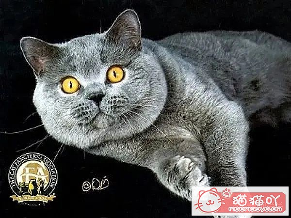 ��10���ճ�����������Ĵ���èƷ�֡�ԭ����ͼ3