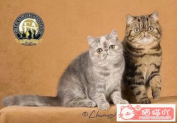 ��10���ճ�����������Ĵ���èƷ�֡�ԭ����ͼ5