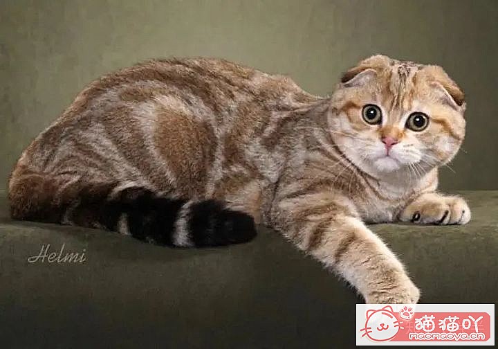 ��10���ճ�����������Ĵ���èƷ�֡�ԭ����ͼ8