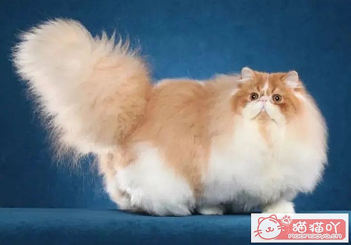 ��10���ճ�����������Ĵ���èƷ�֡�ԭ����ͼ6