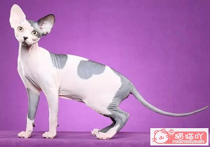 ��10���ճ�����������Ĵ���èƷ�֡�ԭ����ͼ10