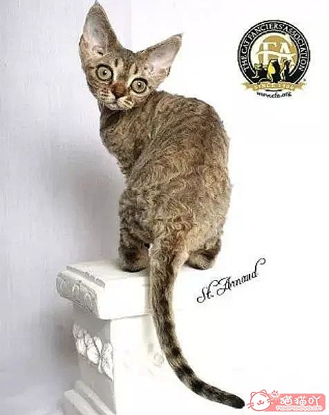 ��10���ճ�����������Ĵ���èƷ�֡�ԭ����ͼ11