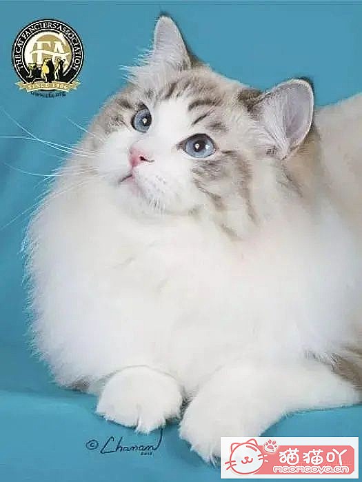 ��10���ճ�����������Ĵ���èƷ�֡�ԭ����ͼ7