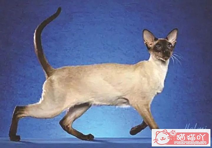 ��10���ճ�����������Ĵ���èƷ�֡�ԭ����ͼ9