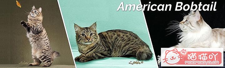 ��42��cfa���ϵĴ���è��Ϊ�������Ը�������ԭ����ͼ2