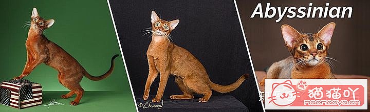 ��42��cfa���ϵĴ���è��Ϊ�������Ը�������ԭ����ͼ1