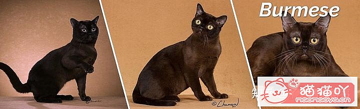 ��42��cfa���ϵĴ���è��Ϊ�������Ը�������ԭ����ͼ10