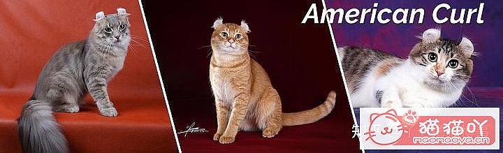 ��42��cfa���ϵĴ���è��Ϊ�������Ը�������ԭ����ͼ3