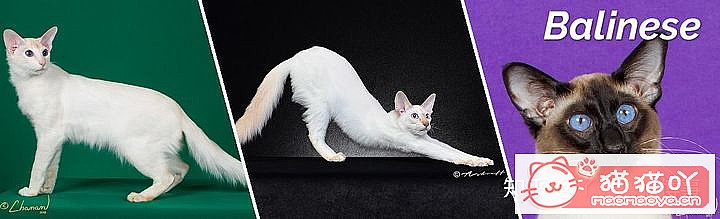 ��42��cfa���ϵĴ���è��Ϊ�������Ը�������ԭ����ͼ6