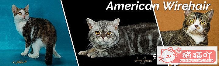 ��42��cfa���ϵĴ���è��Ϊ�������Ը�������ԭ����ͼ5