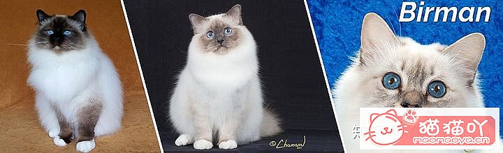 ��42��cfa���ϵĴ���è��Ϊ�������Ը�������ԭ����ͼ7