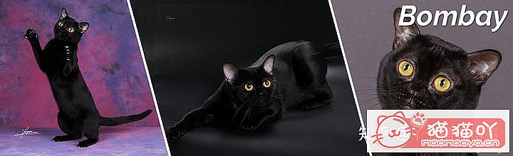 ��42��cfa���ϵĴ���è��Ϊ�������Ը�������ԭ����ͼ8