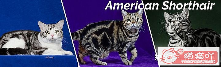 ��42��cfa���ϵĴ���è��Ϊ�������Ը�������ԭ����ͼ4