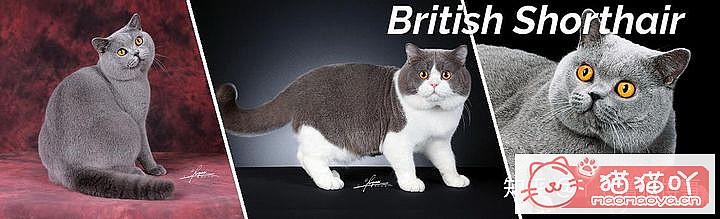 ��42��cfa���ϵĴ���è��Ϊ�������Ը�������ԭ����ͼ9