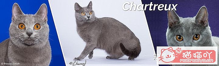 ��42��cfa���ϵĴ���è��Ϊ�������Ը�������ԭ����ͼ11