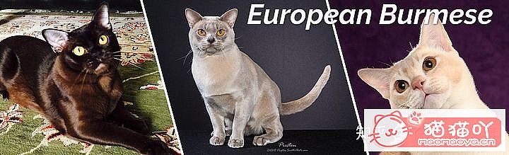 ��42��cfa���ϵĴ���è��Ϊ�������Ը�������ԭ����ͼ16