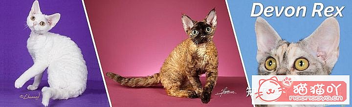 ��42��cfa���ϵĴ���è��Ϊ�������Ը�������ԭ����ͼ14