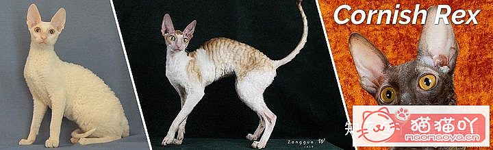 ��42��cfa���ϵĴ���è��Ϊ�������Ը�������ԭ����ͼ13