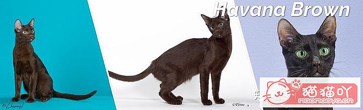 ��42��cfa���ϵĴ���è��Ϊ�������Ը�������ԭ����ͼ18