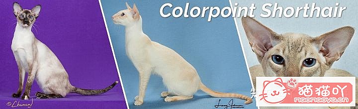 ��42��cfa���ϵĴ���è��Ϊ�������Ը�������ԭ����ͼ12