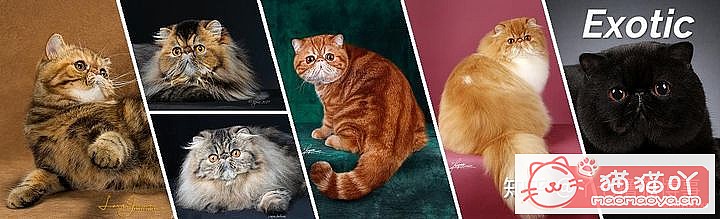 ��42��cfa���ϵĴ���è��Ϊ�������Ը�������ԭ����ͼ17