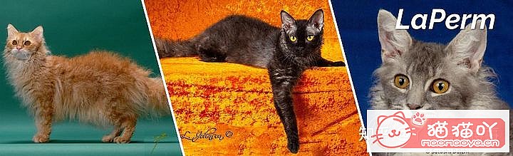 ��42��cfa���ϵĴ���è��Ϊ�������Ը�������ԭ����ͼ21