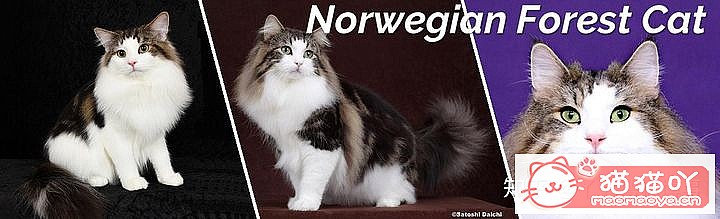 ��42��cfa���ϵĴ���è��Ϊ�������Ը�������ԭ����ͼ24