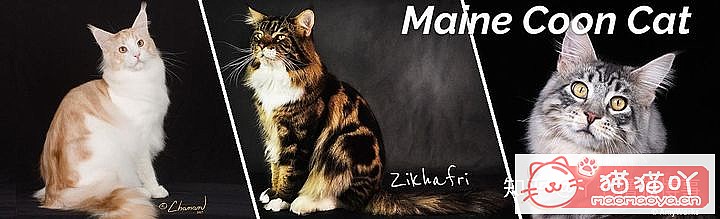 ��42��cfa���ϵĴ���è��Ϊ�������Ը�������ԭ����ͼ22