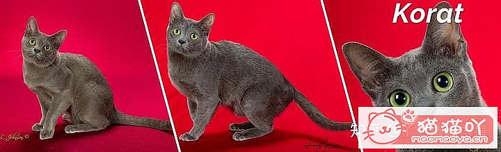 ��42��cfa���ϵĴ���è��Ϊ�������Ը�������ԭ����ͼ20