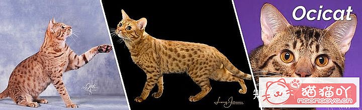 ��42��cfa���ϵĴ���è��Ϊ�������Ը�������ԭ����ͼ25