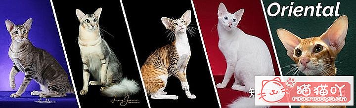 ��42��cfa���ϵĴ���è��Ϊ�������Ը�������ԭ����ͼ26