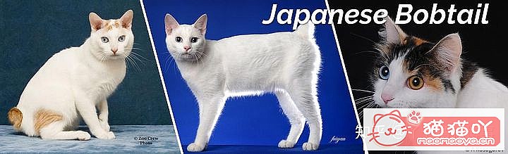 ��42��cfa���ϵĴ���è��Ϊ�������Ը�������ԭ����ͼ19