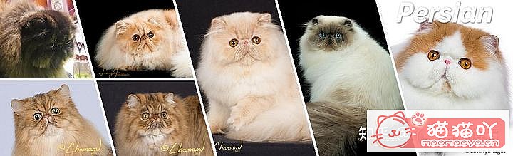 ��42��cfa���ϵĴ���è��Ϊ�������Ը�������ԭ����ͼ27