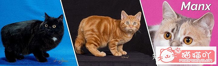 ��42��cfa���ϵĴ���è��Ϊ�������Ը�������ԭ����ͼ23