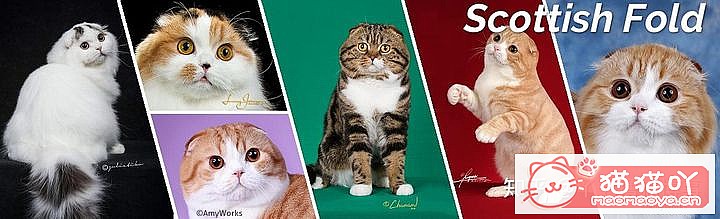 ��42��cfa���ϵĴ���è��Ϊ�������Ը�������ԭ����ͼ31