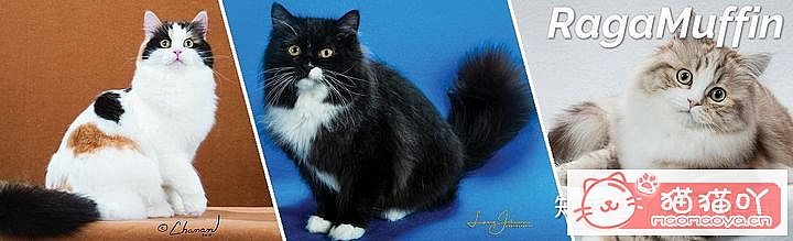 ��42��cfa���ϵĴ���è��Ϊ�������Ը�������ԭ����ͼ28