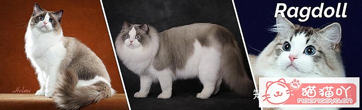 ��42��cfa���ϵĴ���è��Ϊ�������Ը�������ԭ����ͼ29