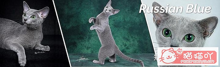 ��42��cfa���ϵĴ���è��Ϊ�������Ը�������ԭ����ͼ30