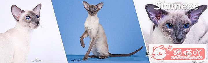 ��42��cfa���ϵĴ���è��Ϊ�������Ը�������ԭ����ͼ33