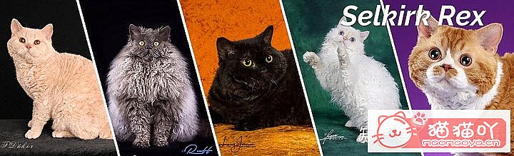 ��42��cfa���ϵĴ���è��Ϊ�������Ը�������ԭ����ͼ32