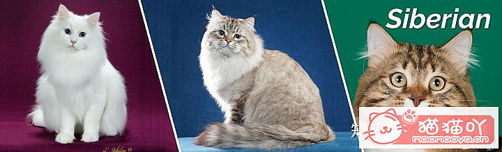 ��42��cfa���ϵĴ���è��Ϊ�������Ը�������ԭ����ͼ34