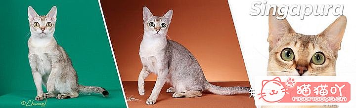 ��42��cfa���ϵĴ���è��Ϊ�������Ը�������ԭ����ͼ36