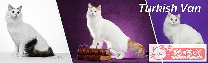 ��42��cfa���ϵĴ���è��Ϊ�������Ը�������ԭ����ͼ40