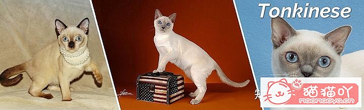 ��42��cfa���ϵĴ���è��Ϊ�������Ը�������ԭ����ͼ38