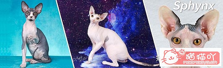 ��42��cfa���ϵĴ���è��Ϊ�������Ը�������ԭ����ͼ37