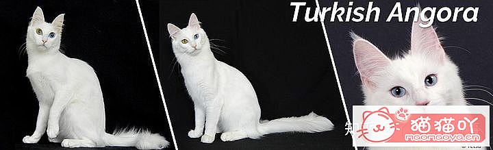 ��42��cfa���ϵĴ���è��Ϊ�������Ը�������ԭ����ͼ39