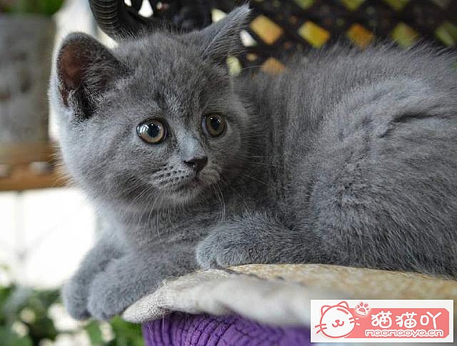 �����ʺ���������ʮ��è��ԭ����ͼ1