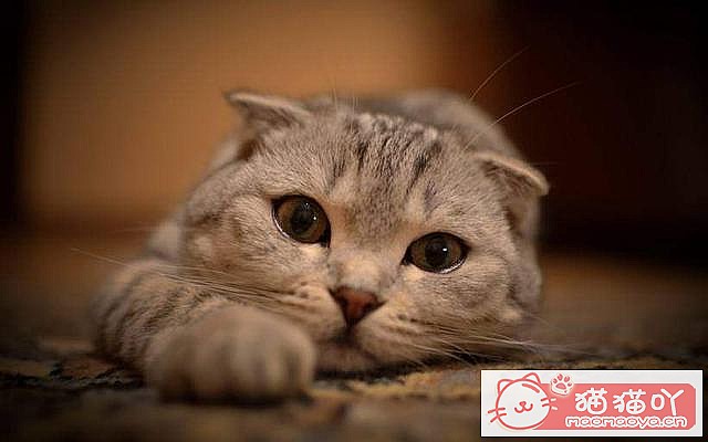 �����ʺ���������ʮ��è��ԭ����ͼ2