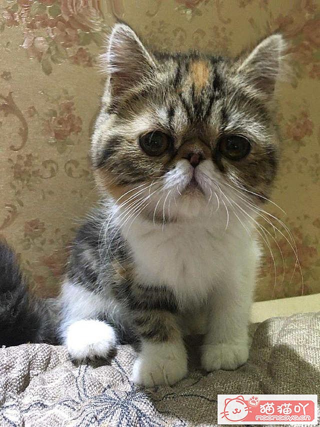 �����ʺ���������ʮ��è��ԭ����ͼ3