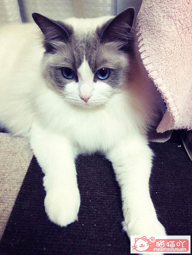 �����ʺ���������ʮ��è��ԭ����ͼ4